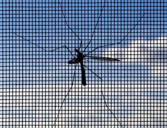 Moskitiera komar małe