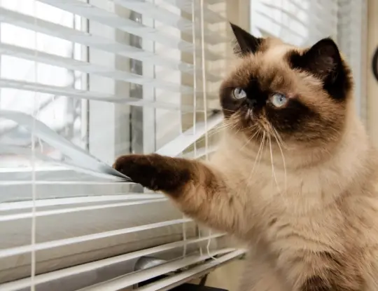 cat looking through window blinds