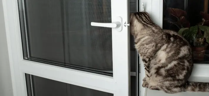 kot w drzwiach balkonowych